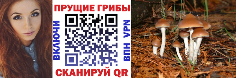 Купить где  Мантурово  Псилоцибиновые грибы Psilocybe 
